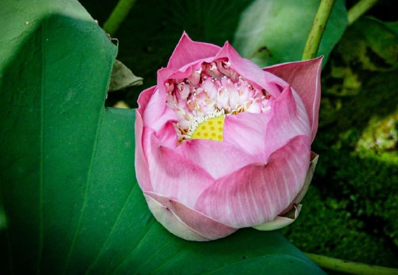 Красота тайского лотоса Саттабонгкотч