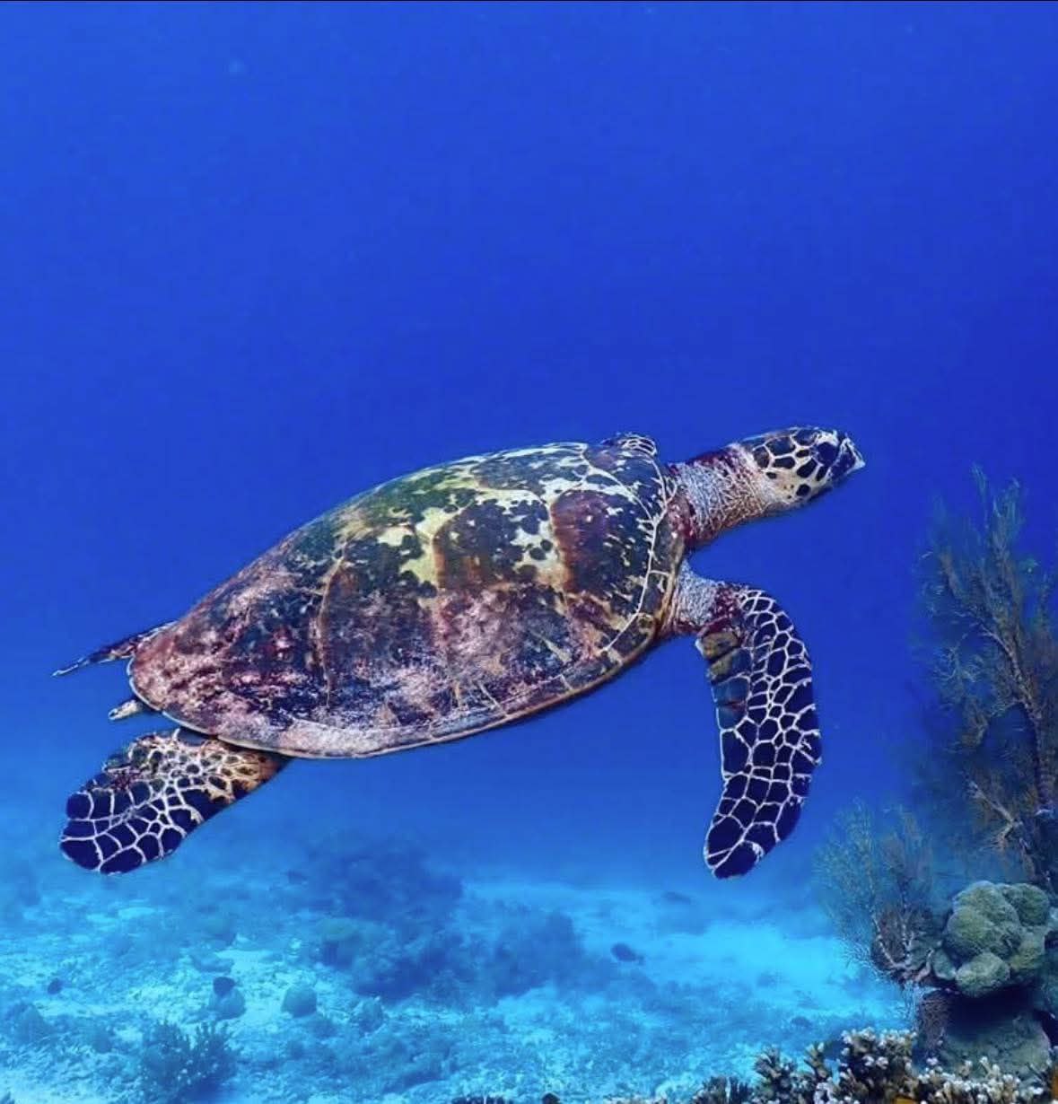 Состояние коралловых рифов Симилана