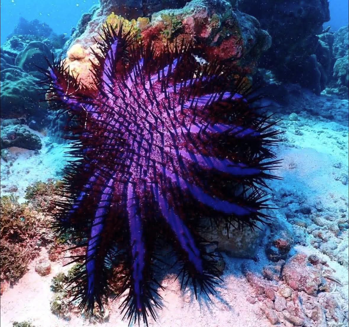 Состояние коралловых рифов Симилана