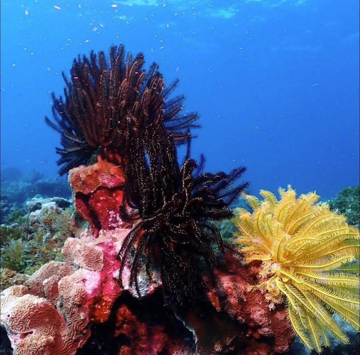 Состояние коралловых рифов Симилана