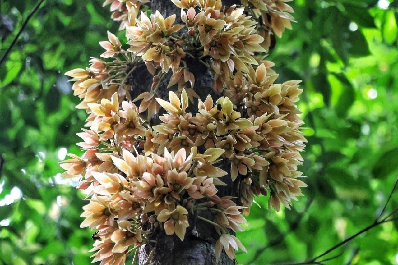 Редкий иланг-иланг в Таиланде