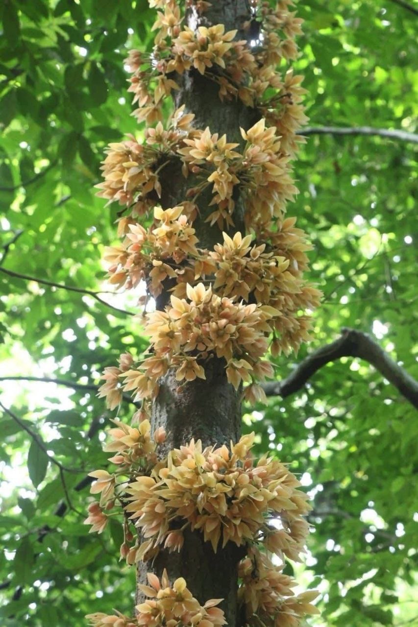 Редкий иланг-иланг в Таиланде