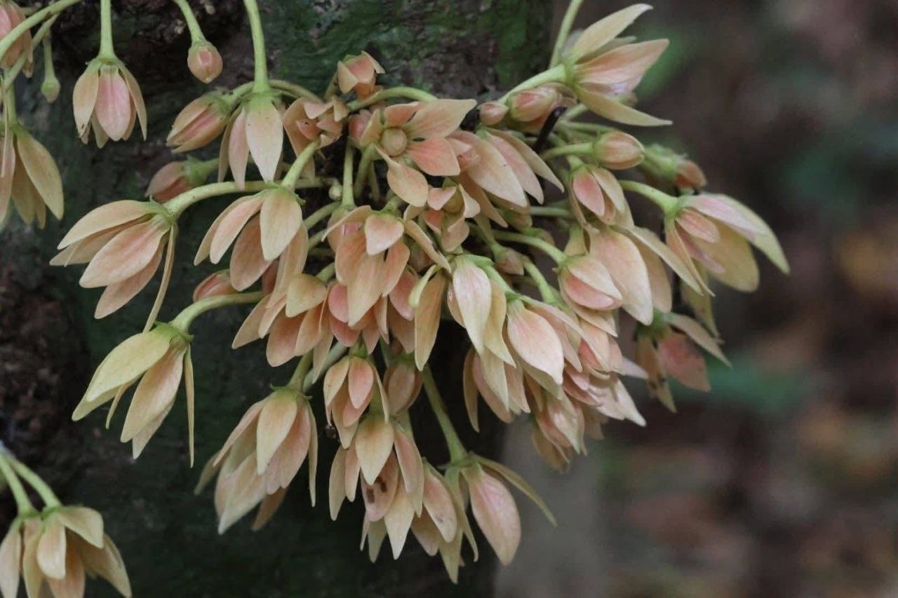 Редкий иланг-иланг в Таиланде