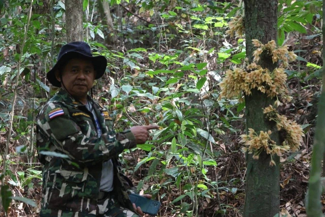Редкий иланг-иланг в Таиланде