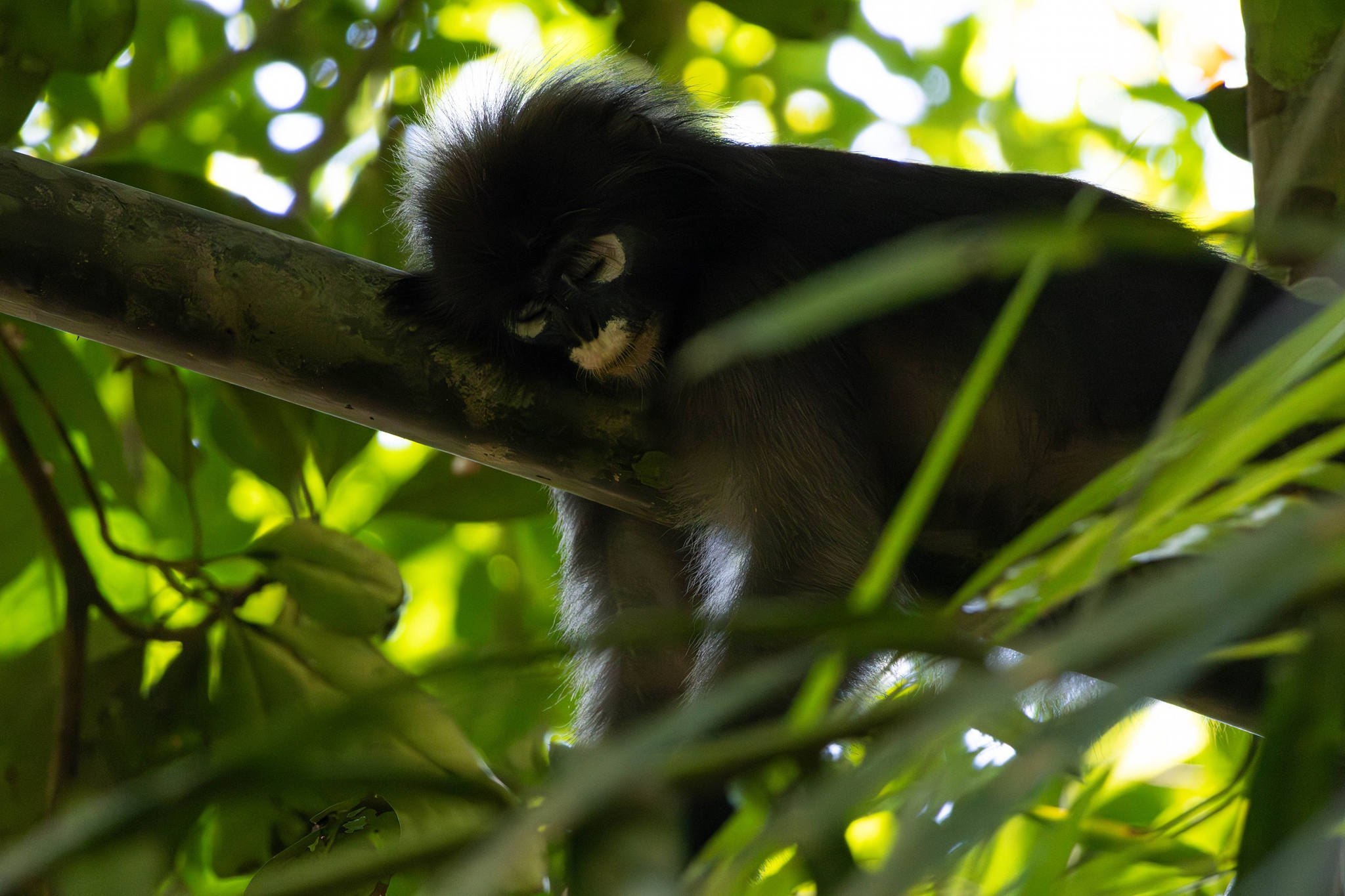 Угроза исчезновения лангуров в Таиланде