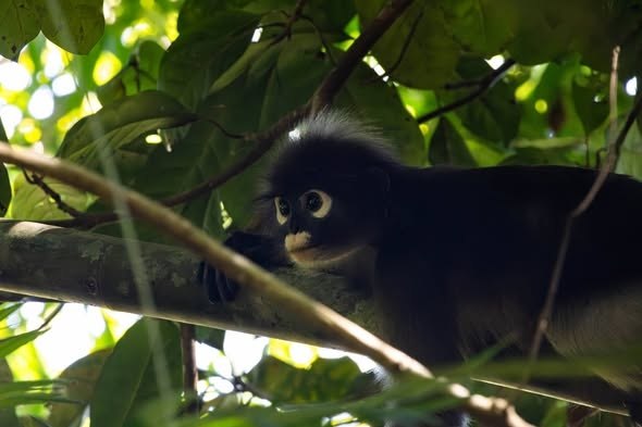 Угроза исчезновения лангуров в Таиланде