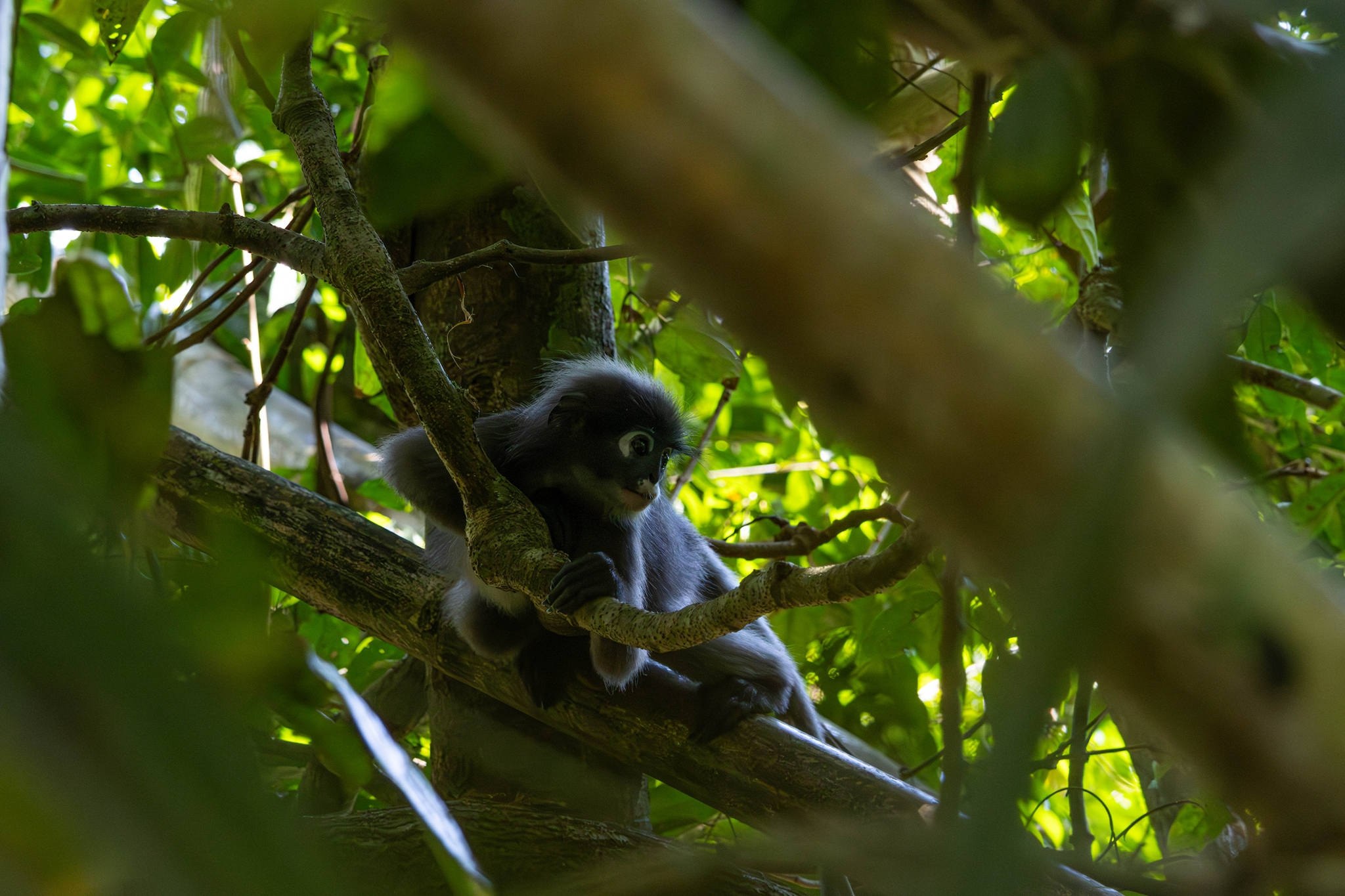 Угроза исчезновения лангуров в Таиланде