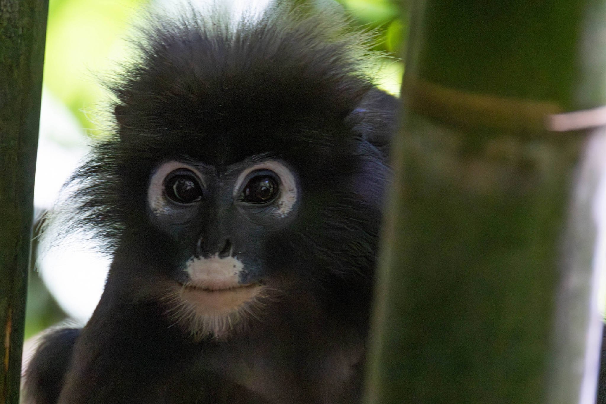 Угроза исчезновения лангуров в Таиланде