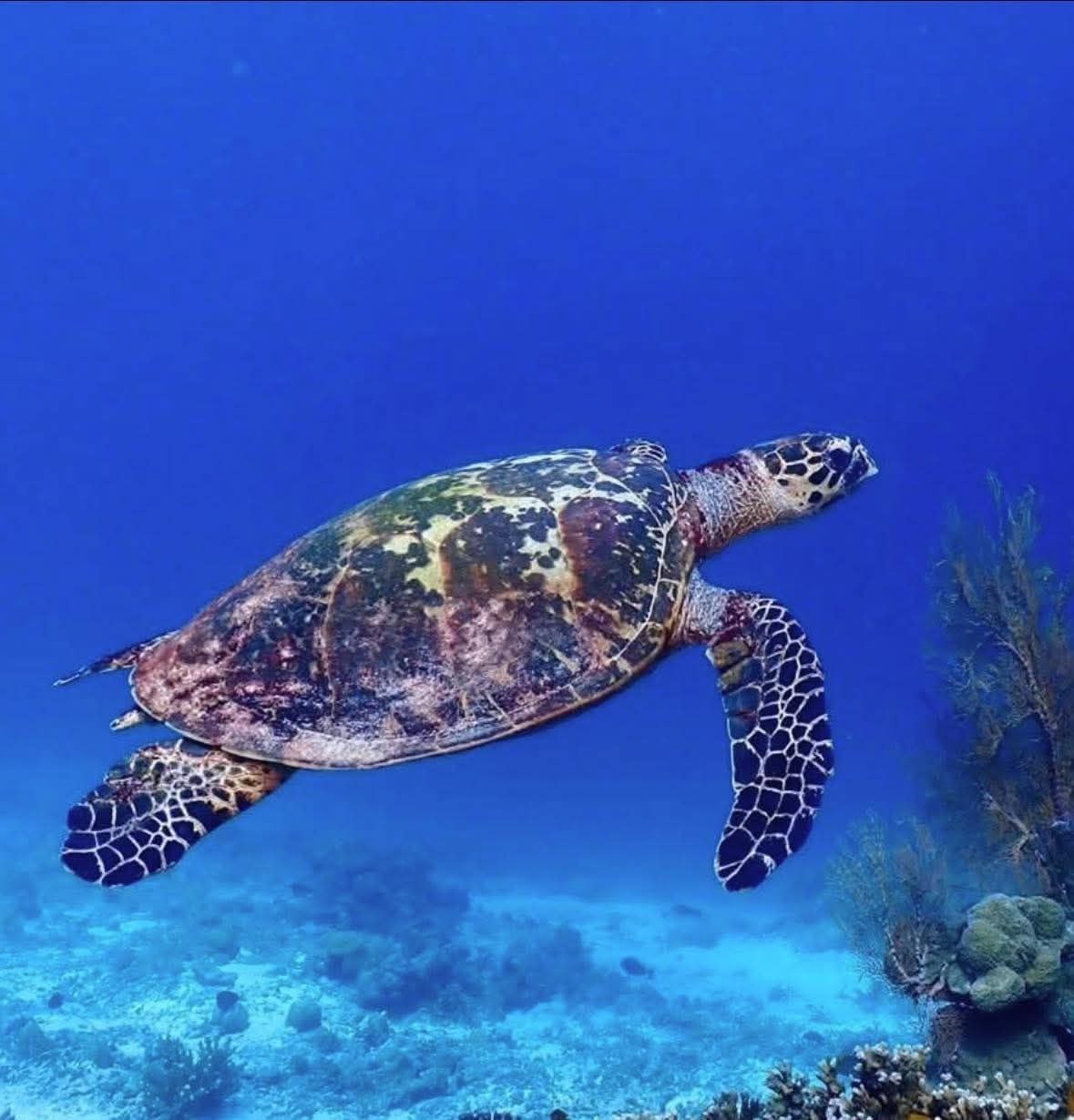 Здоровье кораллов Симиланских островов