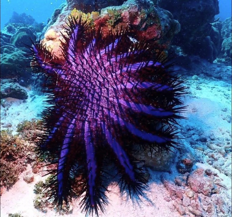 Здоровье кораллов Симиланских островов