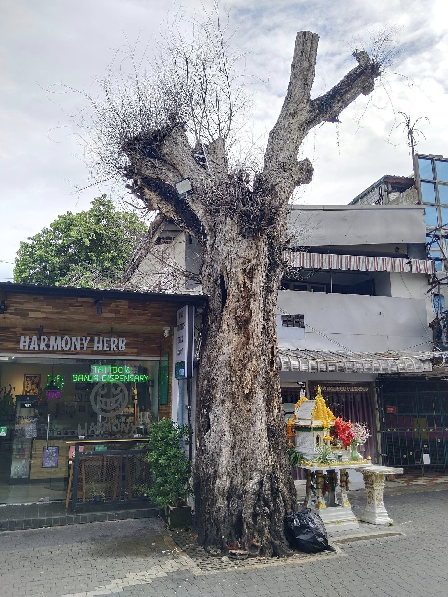 Исчезновение священного дерева в Паттайе