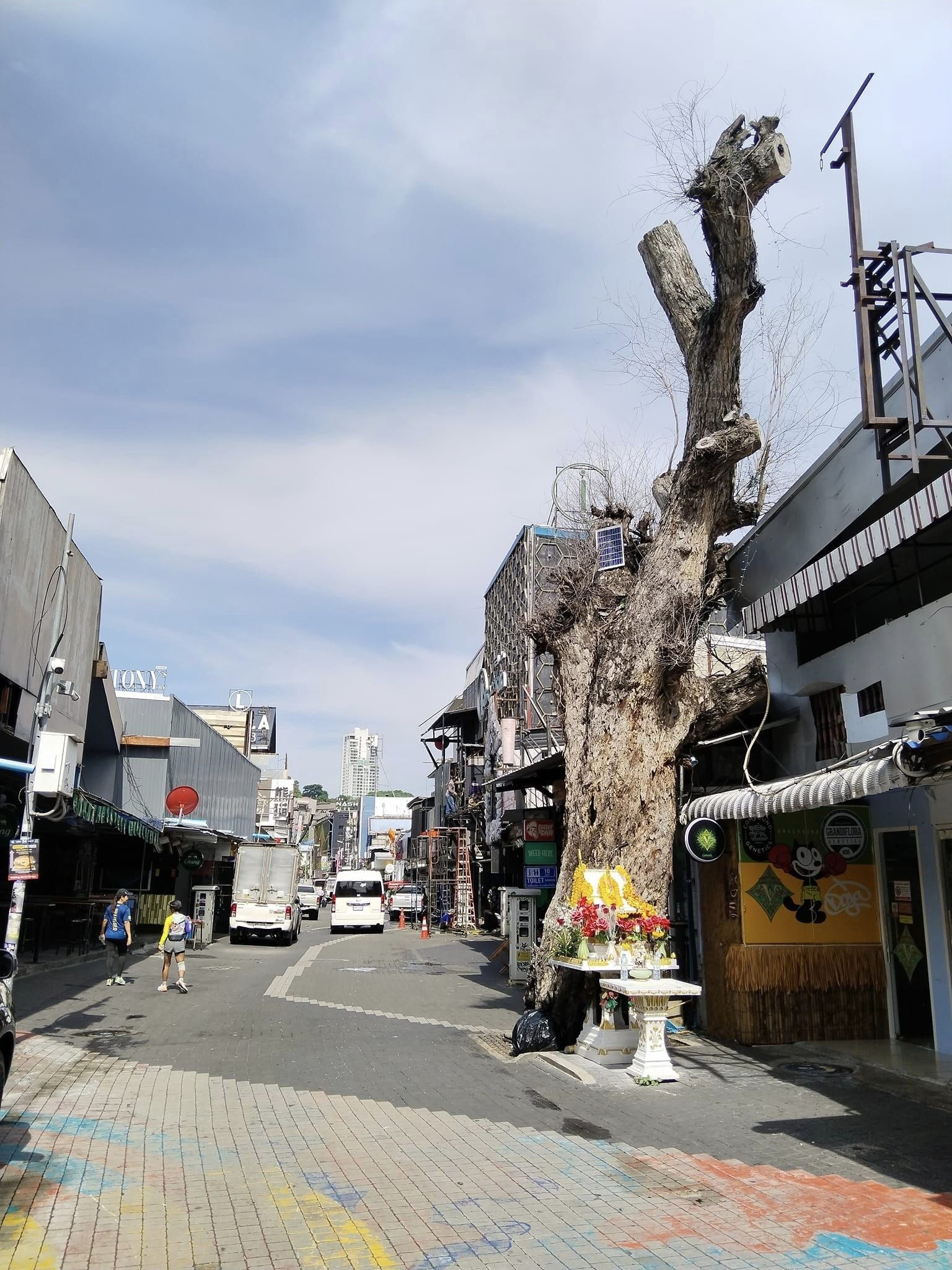 Исчезновение священного дерева в Паттайе