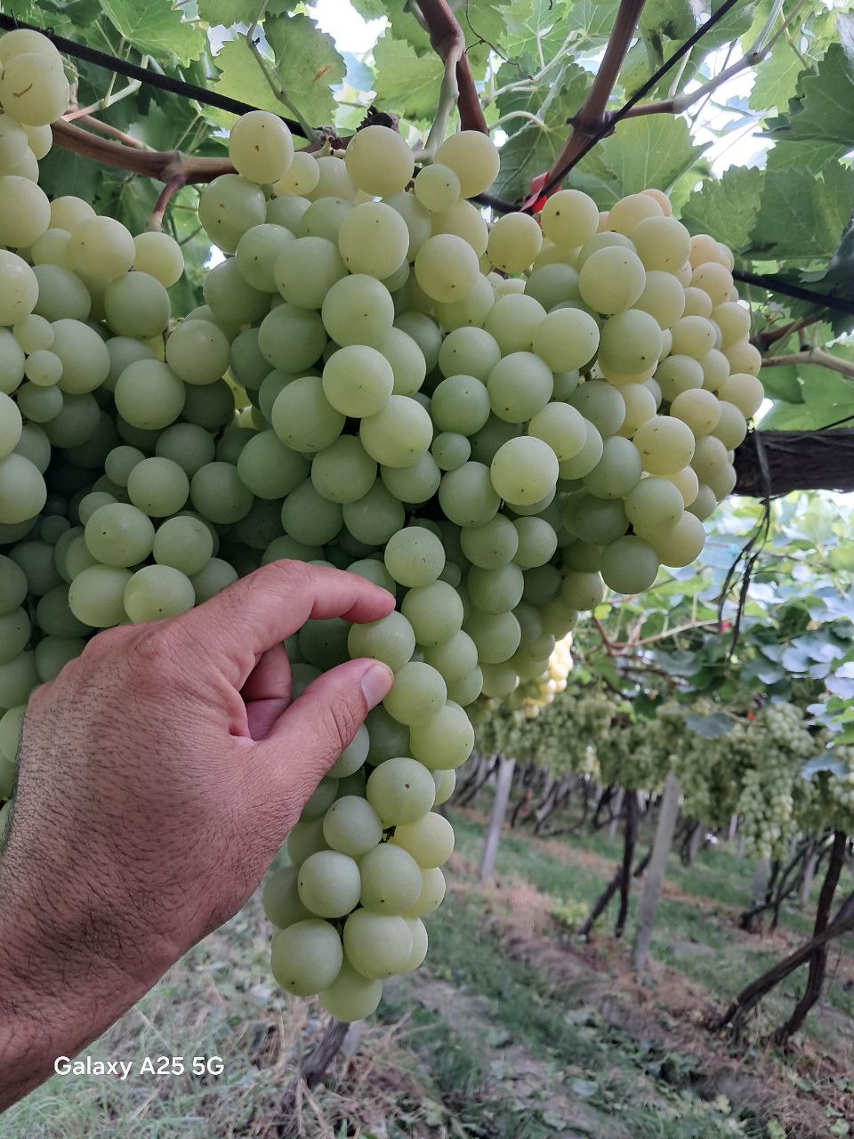 Экспорт фруктов и овощей из Узбекистана