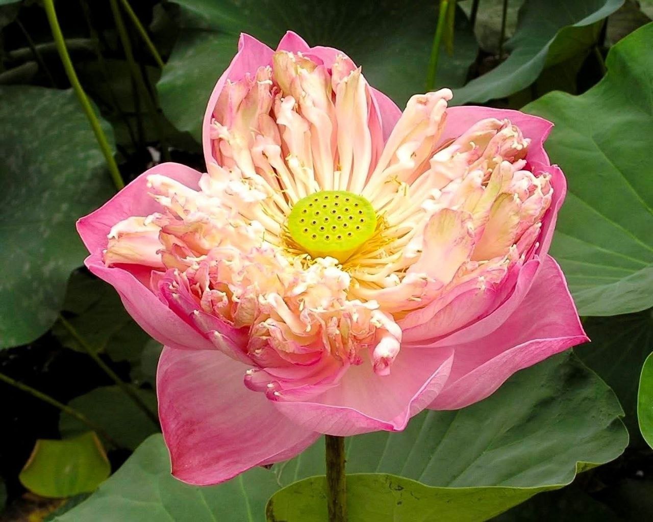 Саттабонгкотч - королева тайских лотосов