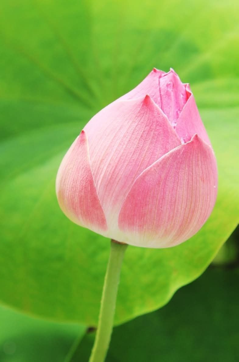 Саттабонгкотч - королева тайских лотосов