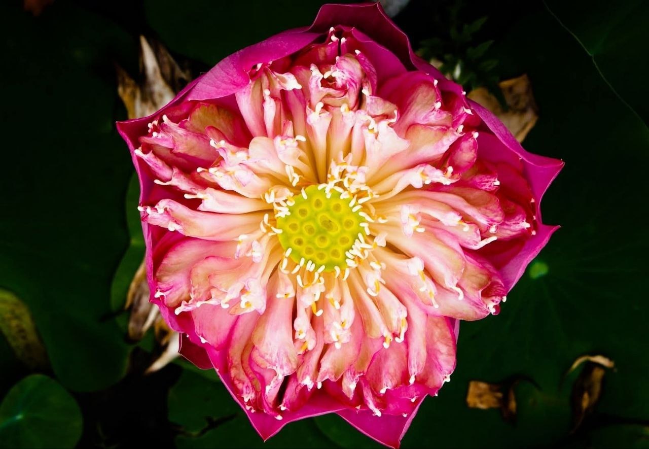 Саттабонгкотч - королева тайских лотосов