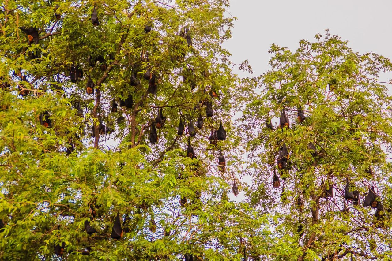 Вирус Нипах обнаружен в Таиланде