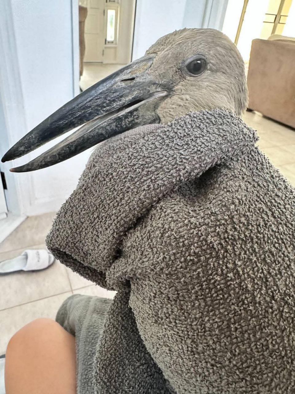 Спасение птицы-разини в Пхукете