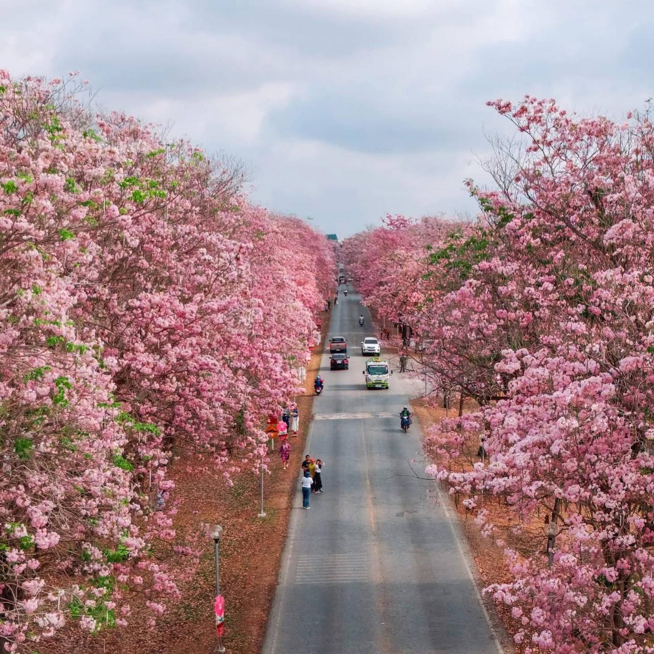 Сезонная экскурсия: розовая аллея