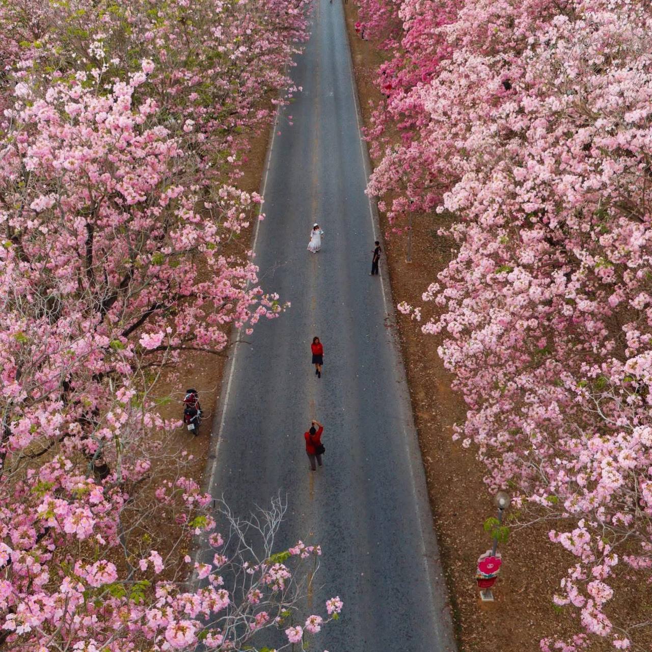 Сезонная экскурсия: розовая аллея