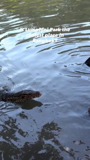 Вараны в Лумпини: проблемы внимания