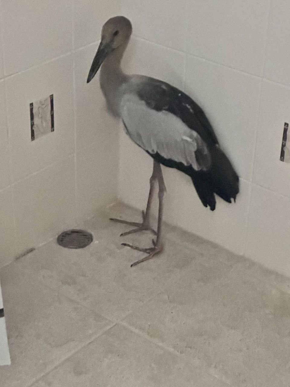 Помощь ослабевшей дикой птице