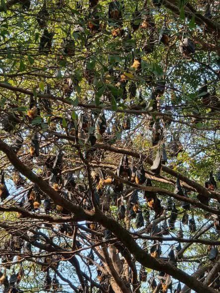 Мониторинг гуано летучих мышей в Паттайе