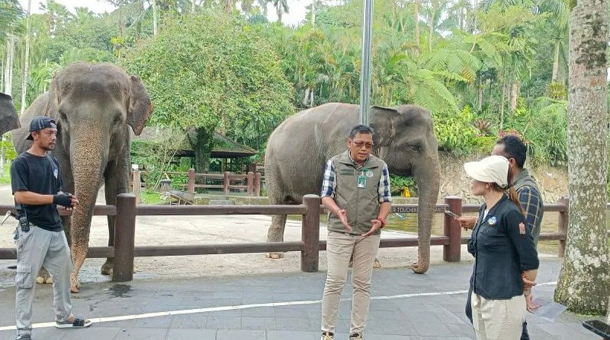 Индонезия запретила прогулки на слонах