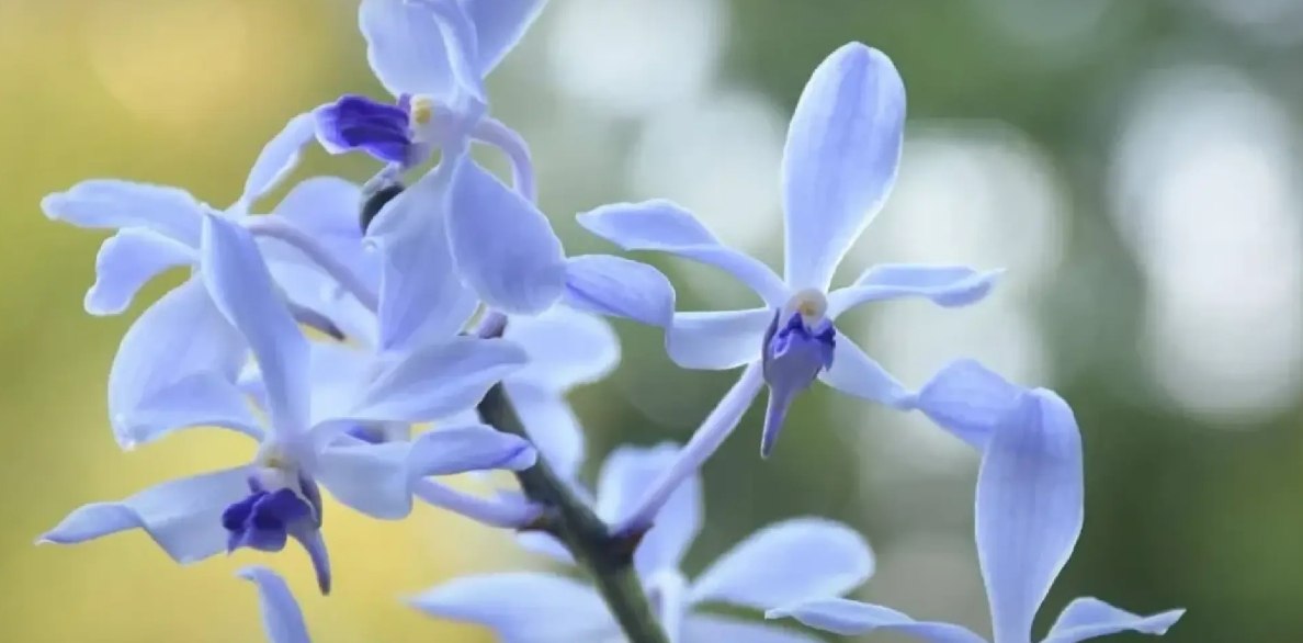 Чудо в лесу Чианг Дао