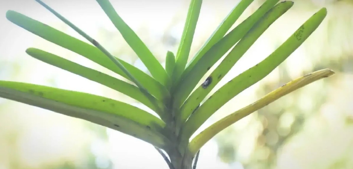 Чудо в лесу Чианг Дао