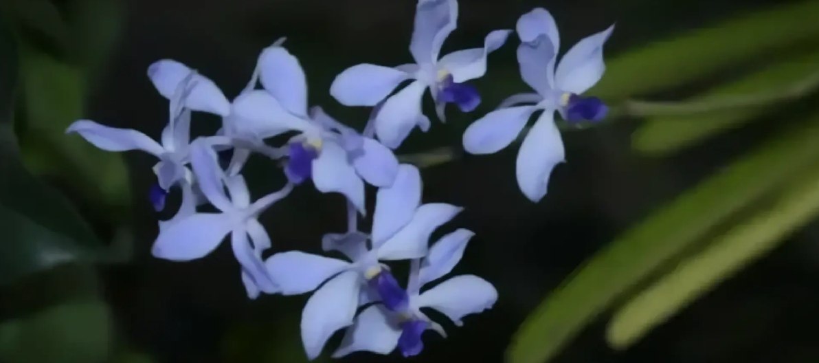 Чудо в лесу Чианг Дао