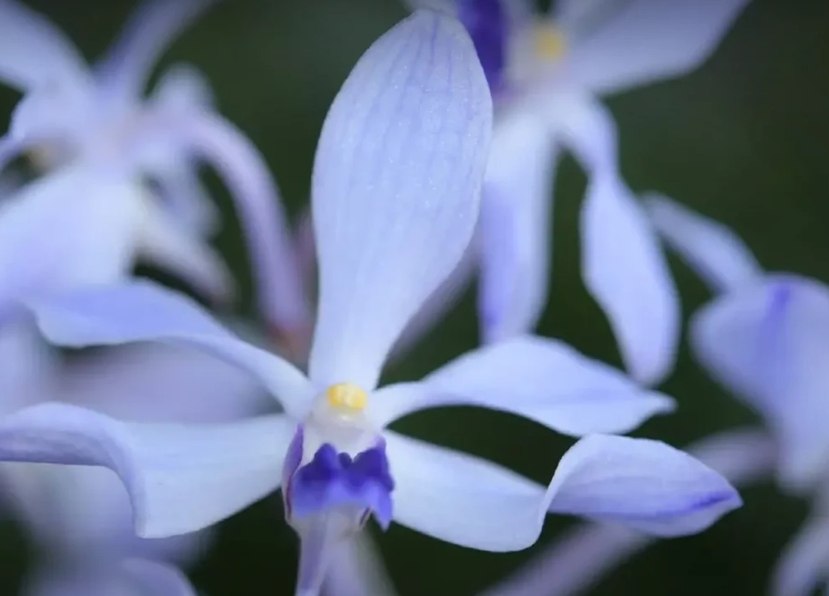 Чудо в лесу Чианг Дао