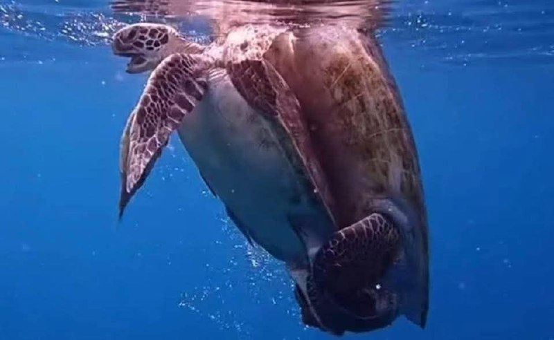 Уникальное спаривание черепах на Симиланах