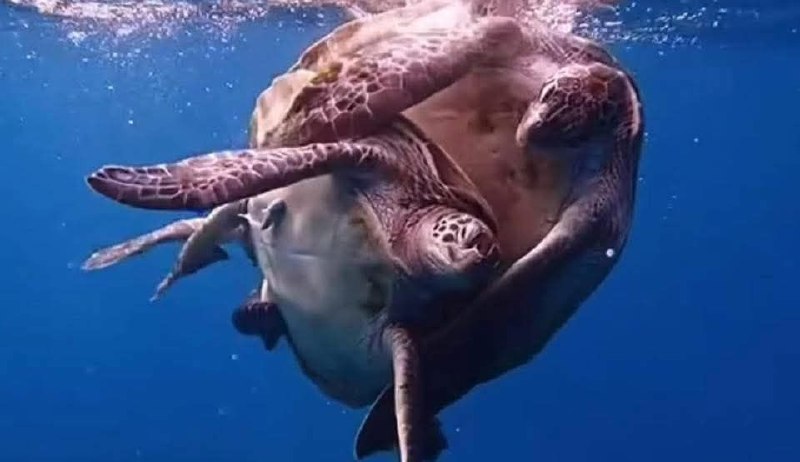 Уникальное спаривание черепах на Симиланах