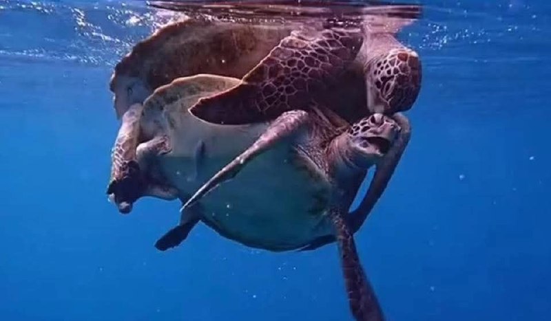 Уникальное спаривание черепах на Симиланах