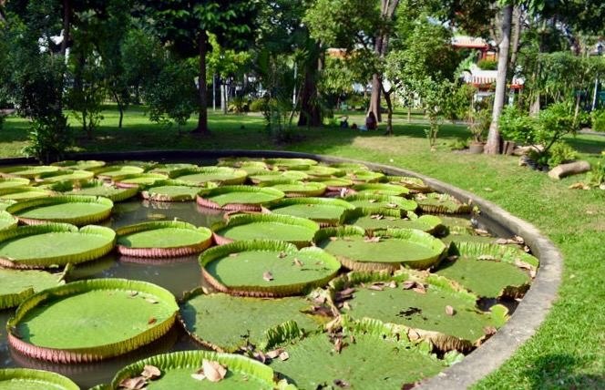 Уютный оазис в сердце Бангкока