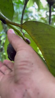 Мангостин - тропический фрукт