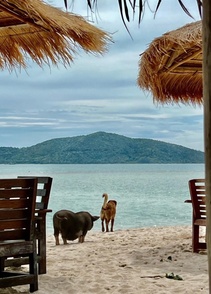 Свинский рай на Ко Мадсум