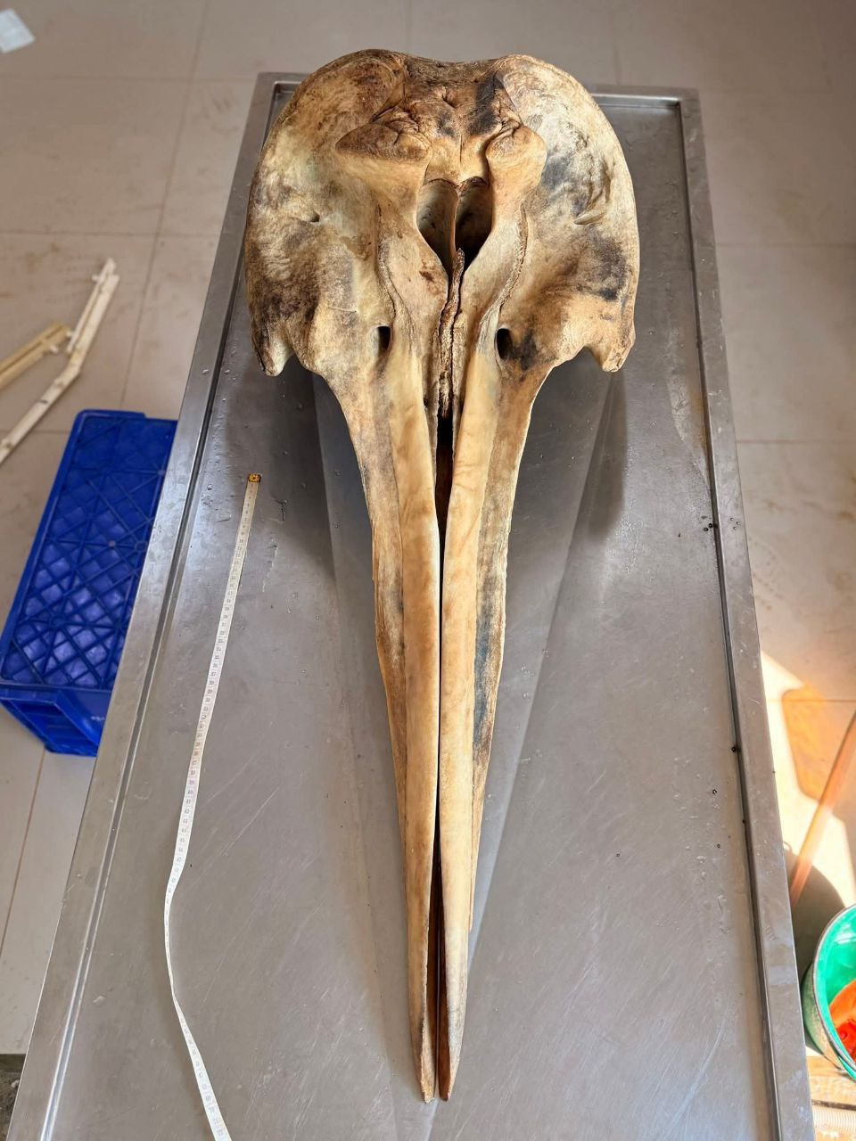 Открытие редкого вида кита в Таиланде