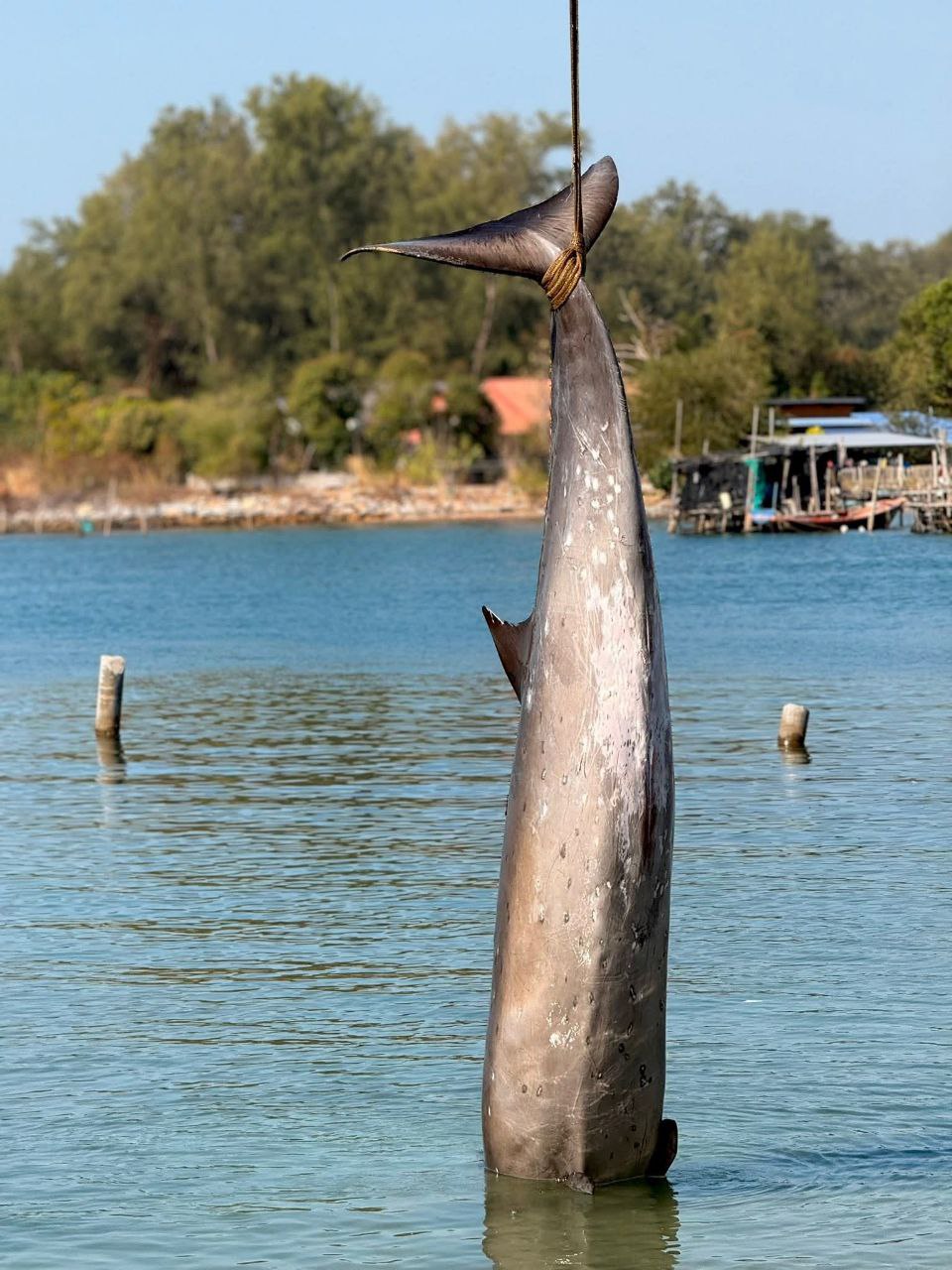 Открытие редкого вида кита в Таиланде