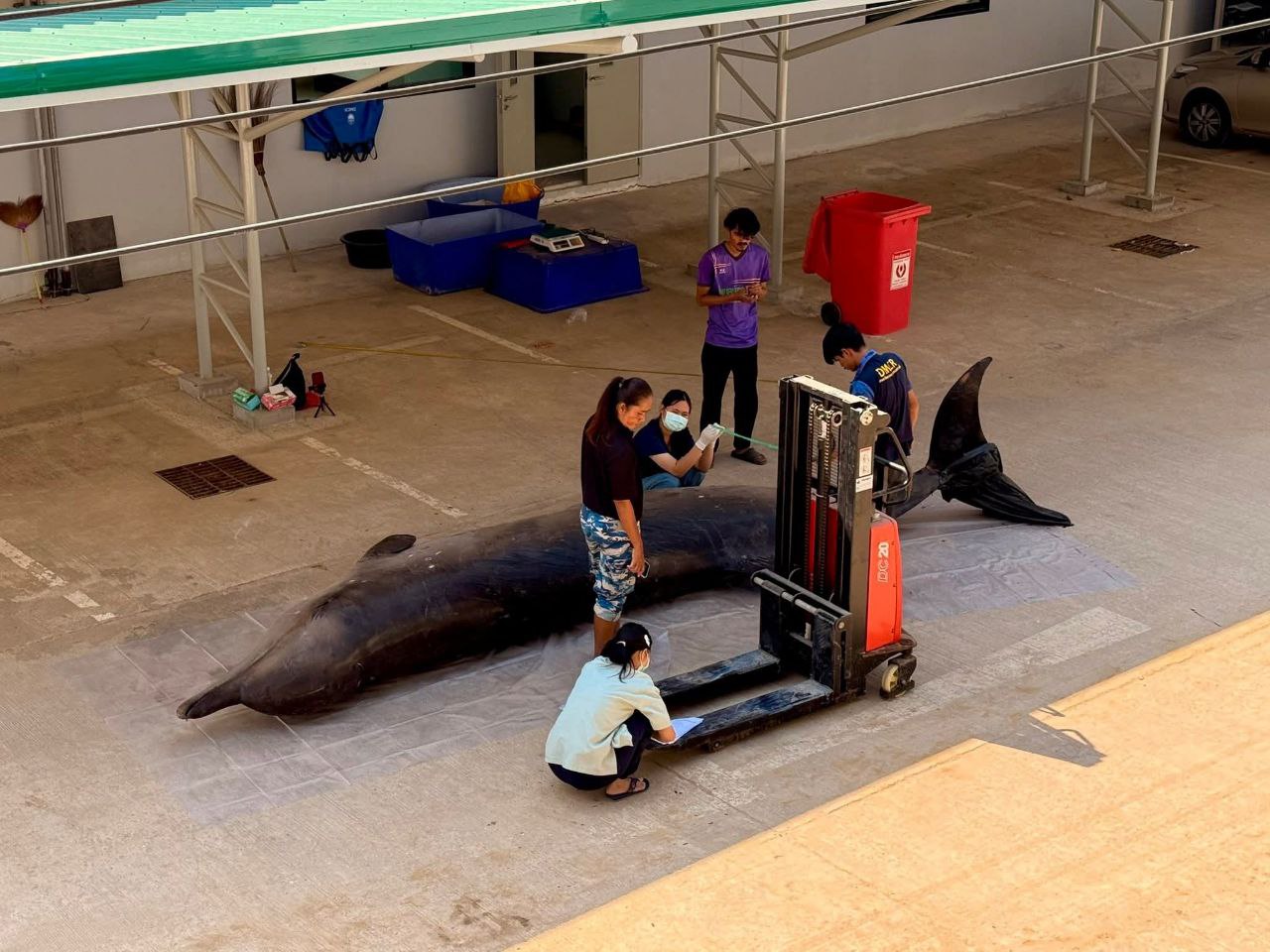 Редкий кит выбросился на берег в Таиланде