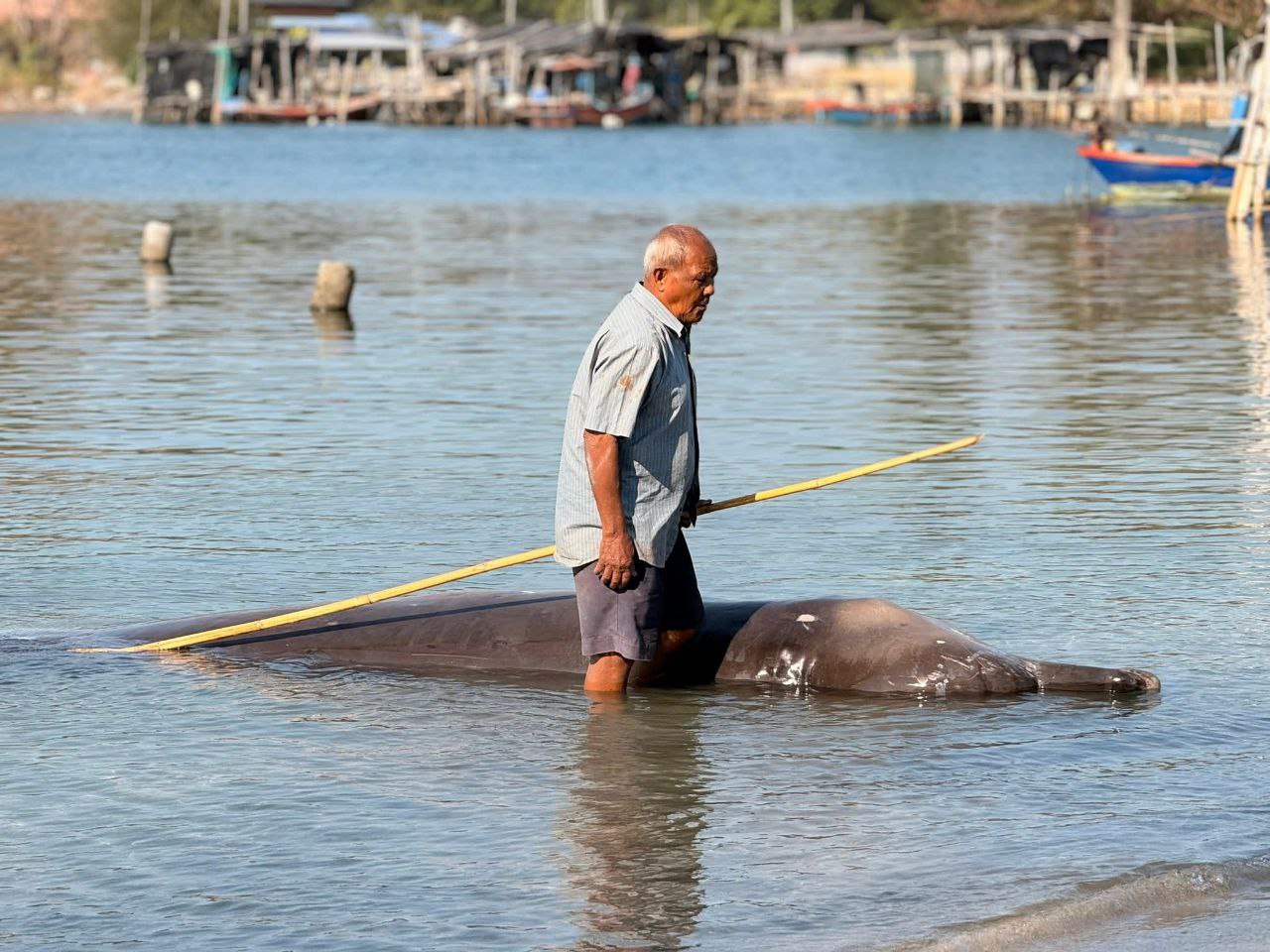 Редкий кит выбросился на берег в Таиланде