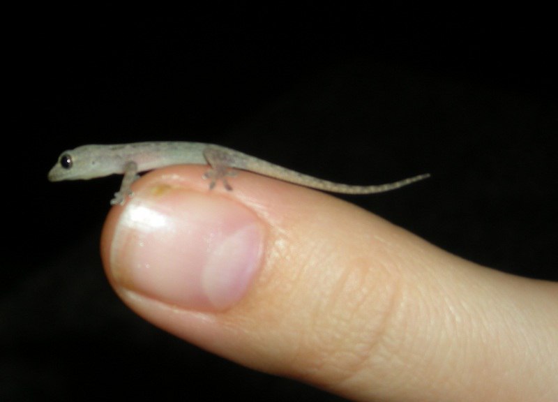 Жизнь с гекконами в Таиланде