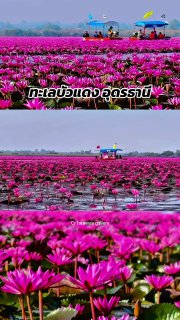 Красные лотосы в Таиланде