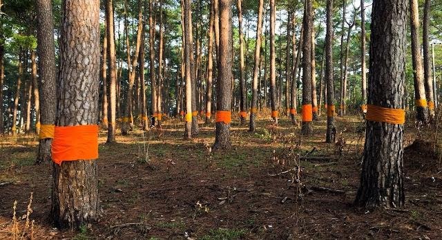 Буддийский ритуал защиты лесов в Таиланде