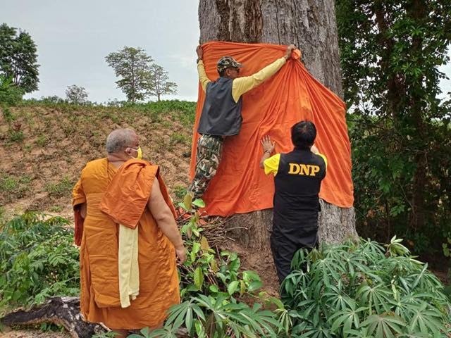 Буддийский ритуал защиты лесов в Таиланде