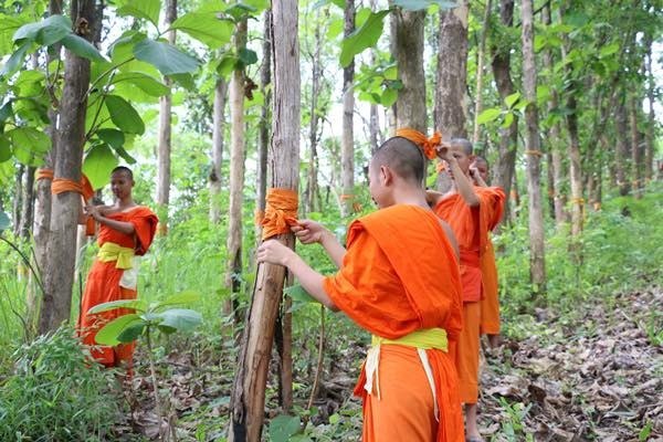 Буддийский ритуал защиты лесов в Таиланде