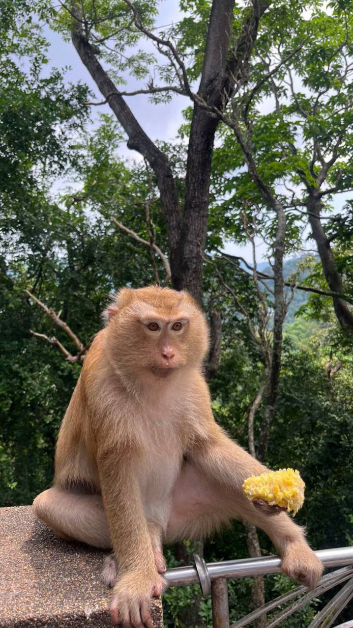 Экскурсия по Пхукету без шопинга