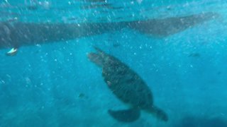 Отзыв о экскурсиях «Тропик Тур»