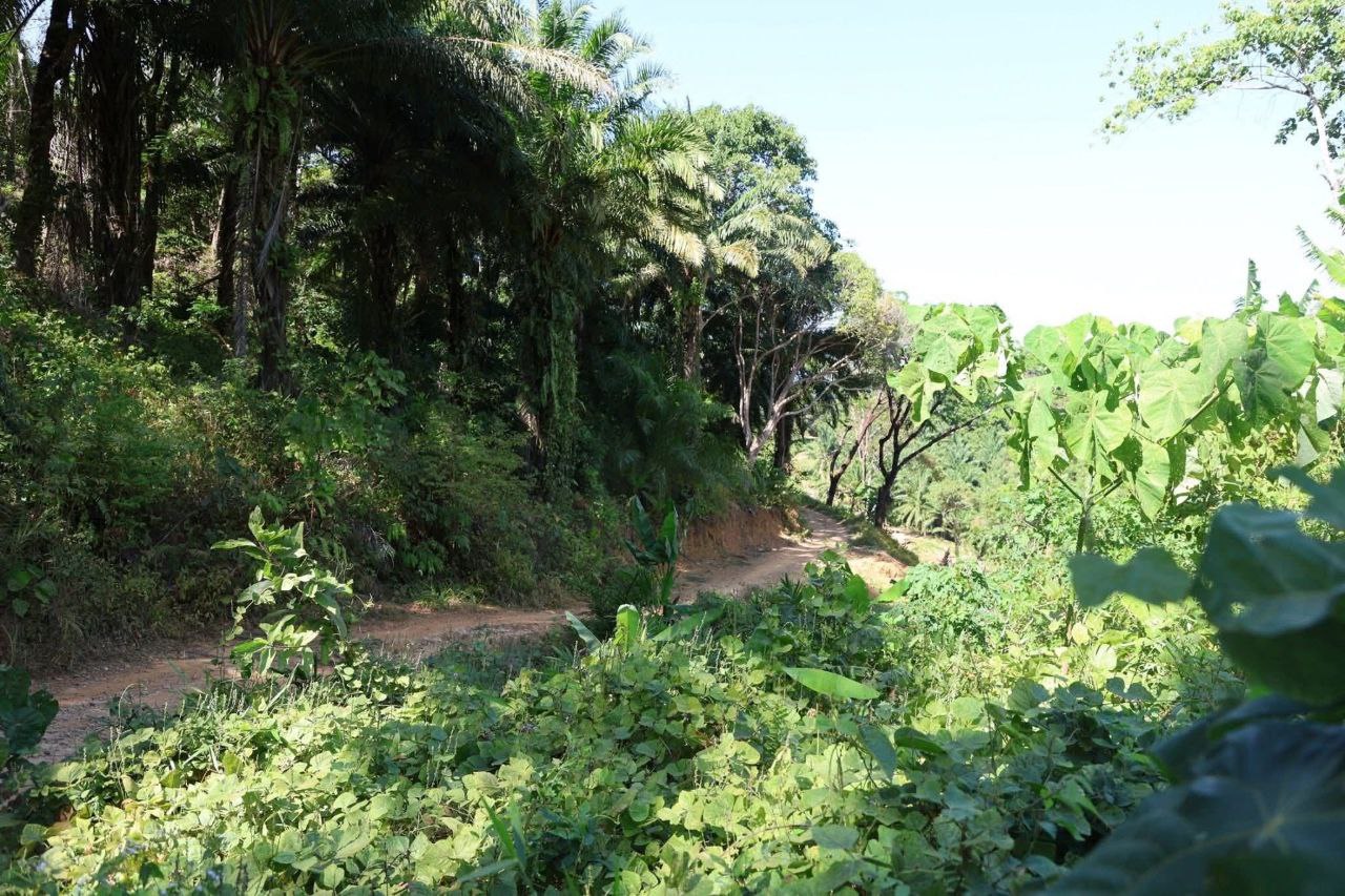 Развитие транспортной инфраструктуры в Пхукете